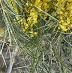 Acacia boormanii at Bruce, ACT - 9 Sep 2022