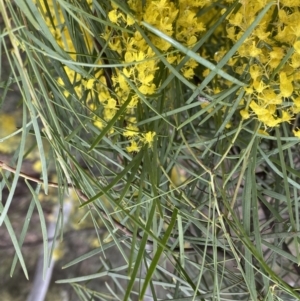 Acacia boormanii at Bruce, ACT - 9 Sep 2022 12:07 PM