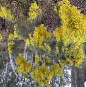 Acacia boormanii at Bruce, ACT - 9 Sep 2022 12:07 PM