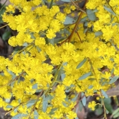 Acacia buxifolia subsp. buxifolia (Box-leaf Wattle) at Bruce, ACT - 9 Sep 2022 by Steve_Bok