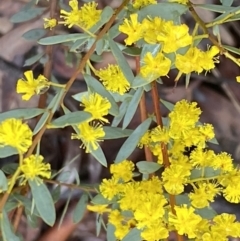 Acacia buxifolia subsp. buxifolia at Bruce, ACT - 9 Sep 2022 12:12 PM