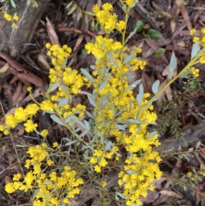 Acacia buxifolia subsp. buxifolia at Bruce, ACT - 9 Sep 2022 12:12 PM