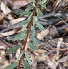 Acacia buxifolia subsp. buxifolia at Bruce, ACT - 9 Sep 2022 12:12 PM