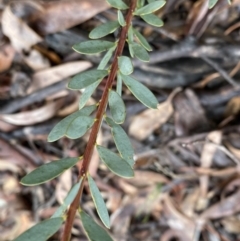Acacia buxifolia subsp. buxifolia at Bruce, ACT - 9 Sep 2022