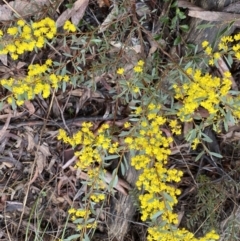 Acacia buxifolia subsp. buxifolia at Bruce, ACT - 9 Sep 2022 12:12 PM