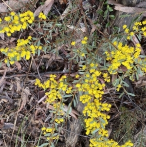 Acacia buxifolia subsp. buxifolia at Bruce, ACT - 9 Sep 2022