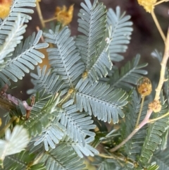 Acacia baileyana (Cootamundra Wattle, Golden Mimosa) at Bruce Ridge - 9 Sep 2022 by SteveBorkowskis