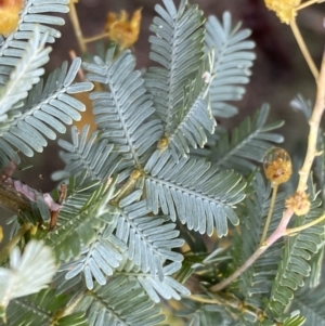 Acacia baileyana at Bruce, ACT - 9 Sep 2022