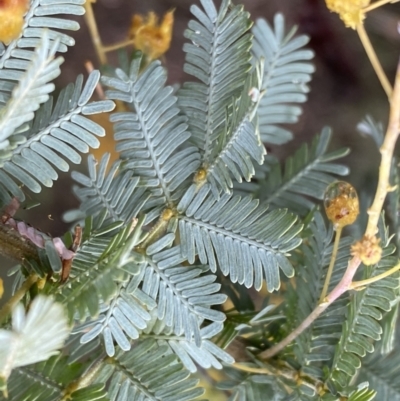 Acacia baileyana (Cootamundra Wattle, Golden Mimosa) at Bruce Ridge to Gossan Hill - 9 Sep 2022 by Steve_Bok