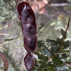 Acacia baileyana at Bruce, ACT - 9 Sep 2022