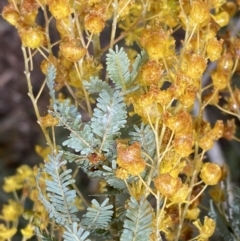 Acacia baileyana at Bruce, ACT - 9 Sep 2022