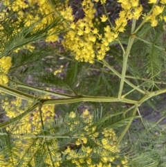 Acacia decurrens (Green Wattle) at Bruce, ACT - 9 Sep 2022 by SteveBorkowskis