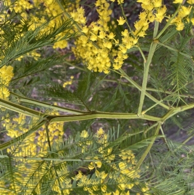 Acacia decurrens (Green Wattle) at Bruce Ridge - 9 Sep 2022 by SteveBorkowskis