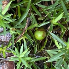 Astroloma humifusum (Cranberry Heath) at Bruce Ridge - 9 Sep 2022 by SteveBorkowskis