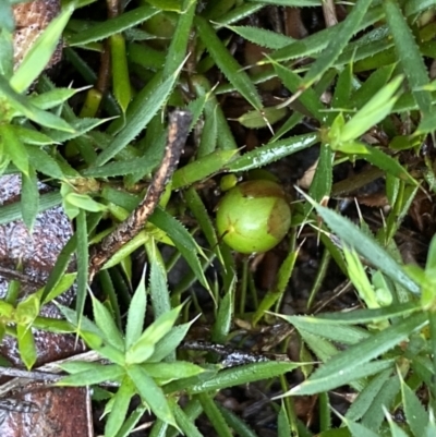 Astroloma humifusum (Cranberry Heath) at Bruce Ridge - 9 Sep 2022 by SteveBorkowskis