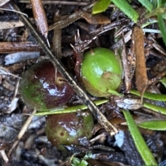 Styphelia humifusum at Bruce, ACT - 9 Sep 2022 12:50 PM