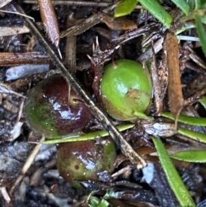 Styphelia humifusum at Bruce, ACT - 9 Sep 2022