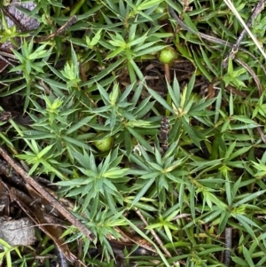 Styphelia humifusum at Bruce, ACT - 9 Sep 2022