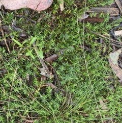 Styphelia humifusum at Bruce, ACT - 9 Sep 2022