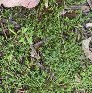 Styphelia humifusum at Bruce, ACT - 9 Sep 2022 12:50 PM