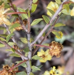 Acacia gunnii (Ploughshare Wattle) at Bruce, ACT - 9 Sep 2022 by SteveBorkowskis