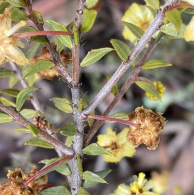 Acacia gunnii (Ploughshare Wattle) at Bruce, ACT - 9 Sep 2022 by Steve_Bok