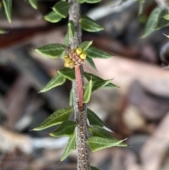 Acacia gunnii at Bruce, ACT - 9 Sep 2022 12:42 PM