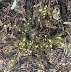 Acacia gunnii at Bruce, ACT - 9 Sep 2022 12:42 PM