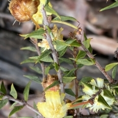 Acacia gunnii at Bruce, ACT - 9 Sep 2022 12:42 PM