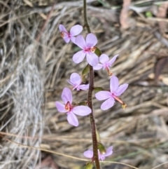 Stylidium graminifolium (Grass Triggerplant) at Bruce Ridge to Gossan Hill - 9 Sep 2022 by Steve_Bok