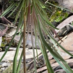 Stylidium graminifolium at Bruce, ACT - 9 Sep 2022