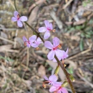 Stylidium graminifolium at Bruce, ACT - 9 Sep 2022