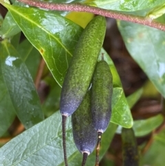 Billardiera heterophylla at Bruce, ACT - 9 Sep 2022