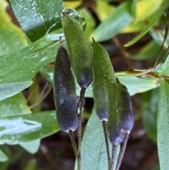 Billardiera heterophylla at Bruce, ACT - 9 Sep 2022