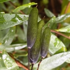 Billardiera heterophylla at Bruce, ACT - 9 Sep 2022