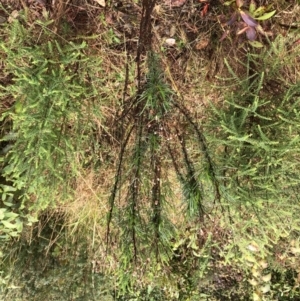 Olearia sp. (TBC) at suppressed by Topknot
