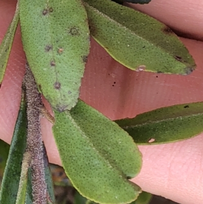 Leionema elatius (Tall Phebalium) at Marengo, NSW - 9 Sep 2022 by Topknot