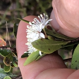 Leionema elatius at Marengo, NSW - 9 Sep 2022