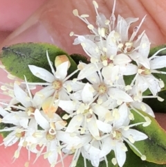 Leionema elatius at Marengo, NSW - 9 Sep 2022