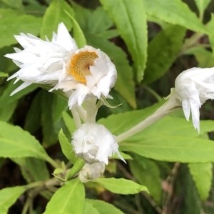 Coronidium elatum at Marengo, NSW - 9 Sep 2022 09:32 AM