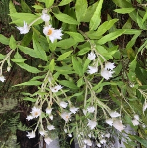 Coronidium elatum at Marengo, NSW - 9 Sep 2022 09:32 AM