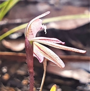 Caladenia fuscata at Gundaroo, NSW - suppressed