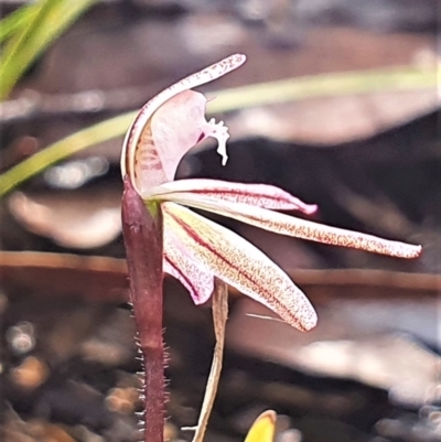 Caladenia fuscata (Dusky Fingers) at Gundaroo, NSW - 9 Sep 2022 by Gunyijan
