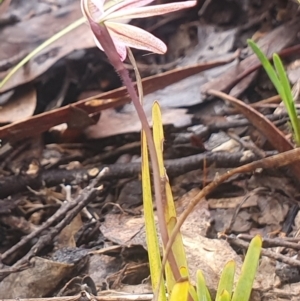 Caladenia fuscata at Gundaroo, NSW - suppressed