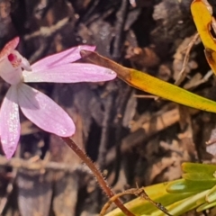 Caladenia fuscata at Gundaroo, NSW - suppressed