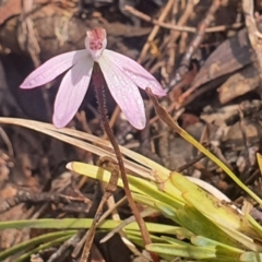 Caladenia fuscata at Gundaroo, NSW - suppressed