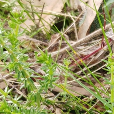 Asperula conferta (Common Woodruff) at The Pinnacle - 6 Sep 2022 by sangio7