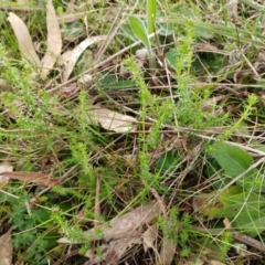 Asperula conferta at Hawker, ACT - 6 Sep 2022