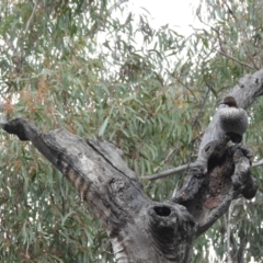 Chenonetta jubata (Australian Wood Duck) at ANBG - 9 Sep 2022 by HelenCross