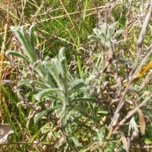 Vittadinia gracilis at Hawker, ACT - 6 Sep 2022